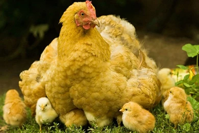 Hen With Chicks Wallpapers