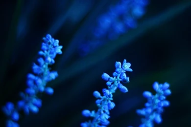 Wallpapers Mobile Download   Wallpapers