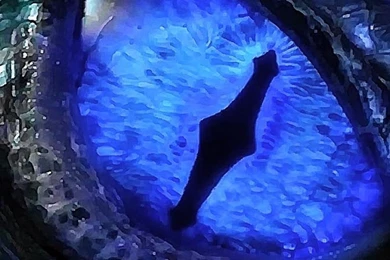 Dragon Eye   Wallpapers   Wallpapers Style