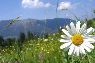 YouWall   Beautiful Daisy Wallpapers   Wallpaper,wallpapers,free ...