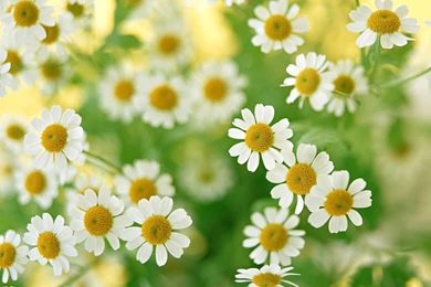 Desktop Wallpapers · Gallery · Nature · Daisy Field
