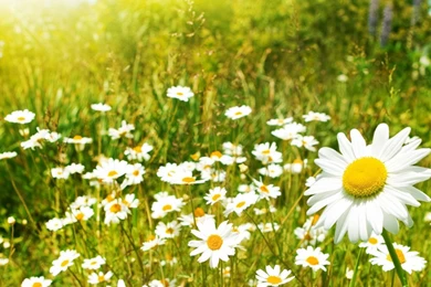 1152x864 Daisy Summer Field Desktop PC And Mac Wallpapers