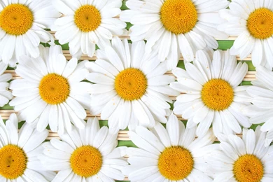 Daisy Desktop Wallpapers 9951   HD Wallpapers Site