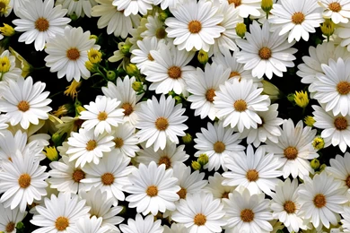 White Daisies Hd Wallpapers Hd