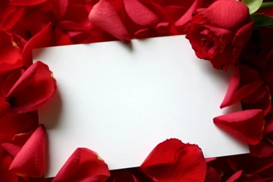 Humor Funny Pics: Rose Wallpapers Desktop