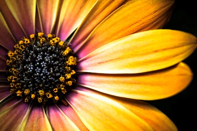 Golden Daisy Flower Wallpapers  AtozWallpapers