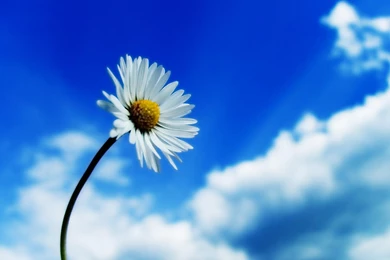Daisy Desktop Wallpapers 9951   HD Wallpapers Site