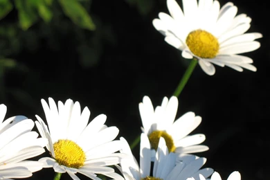 Wallpapers > Beautiful Flowers > Hd Daisy Wallpapers @ Collect HD