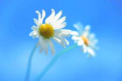 Windows 8 Official Daisy Flowers Desktop Wallpapers