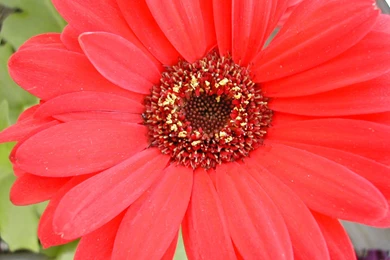 Desktop Wallpapers » Flowers Backgrounds » Red Daisy » Www ...