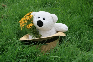 Teddy Bear HD Wallpaper Backgrounds