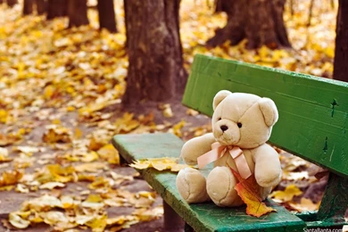 25 Romantic Teddy Bear Images  Design Bump