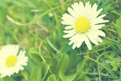 1366x768 White Daisy Desktop PC And Mac Wallpapers
