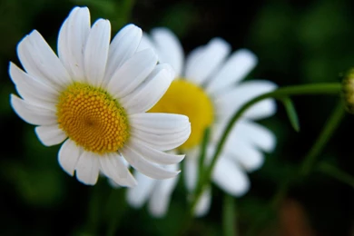 Set As Desktop Backgrounds   HD Wallpapers Pretty