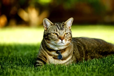 Lionfish Retina Wallpapers