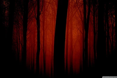 Download Bloody Rabbit Wallpapers 1024x768