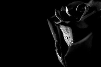 Black Rose Wallpapers