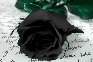 Flowers Black Rose Hd Wallpapers