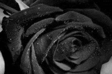 SuperHD.pics: Black Rose Hand Flower Desktop Bakcgrounds