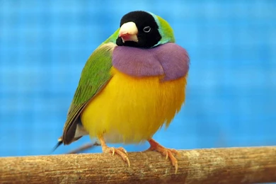 Finch Wallpapers Animals Town