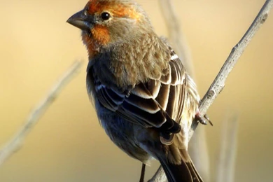 Finch Wallpapers And Backgrounds   Animals Town