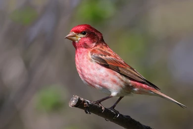 Purple Finch Computer Wallpapers, Desktop Backgrounds