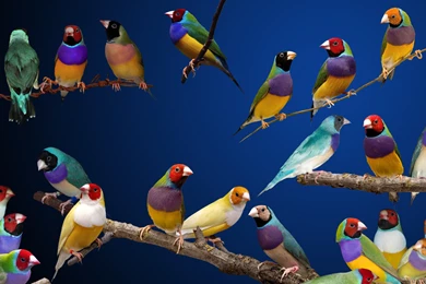 6 Gouldian Finch HD Wallpapers