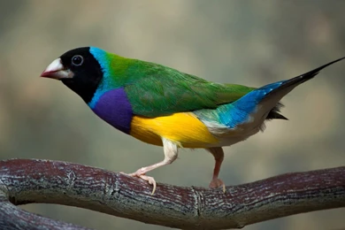 Gouldian Finches Computer Wallpapers, Desktop Backgrounds ...