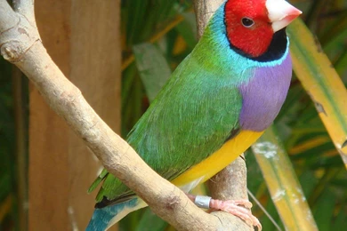 Finch Wallpapers Animals Town