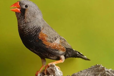 Zebra Finch Wallpapers   HD Wallpaper Backgrounds Of Your Choice