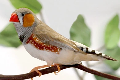 DeviantArt: More Like Zebra Finch HD Wallpapers By SgtGecko
