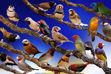 Finch Wallpapers >> Backgrounds With Quality HD