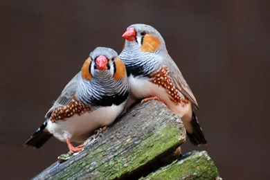 Australian Zebra Finch Photo: Two Birds Resting The Internet Bird ...