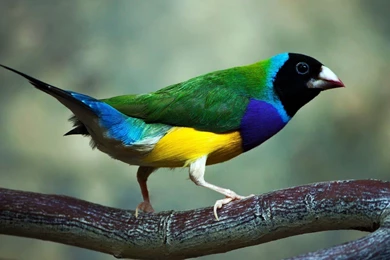 Gouldian Finch Wallpapers » WallDevil   Best Free HD Desktop And ...