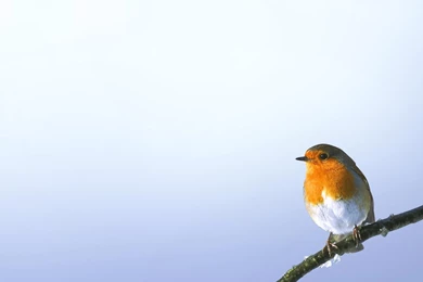 Wallpapers Collections: Finch Wallpapers