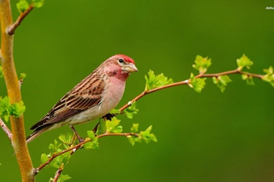 House Finch Beautiful Birds Wallpapers HD Free Download