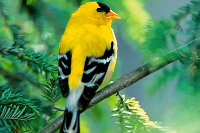 Gold Finch Wallpapers