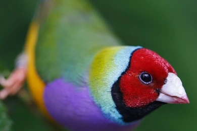 iPhone 6 Animal/Gouldian Finch Wallpapers ID: 440285