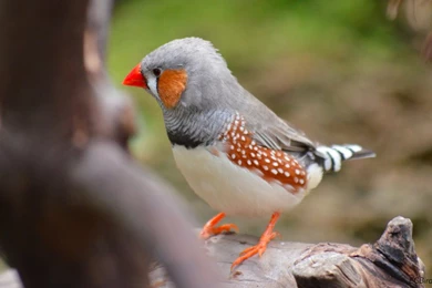 Zebra Finch HD Images