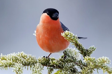 Fish Wallpapers Free 219 Hd Pictures