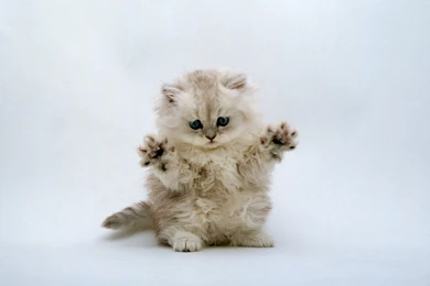 Great Funny Wallpapers