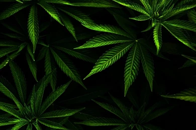 Weed HD Desktop Wallpapers : Widescreen : High Definition ...