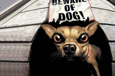 Great Beware Of Dog Funny Animal Wallpapers