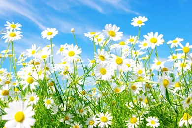 Peace, Love & Daisy Chains