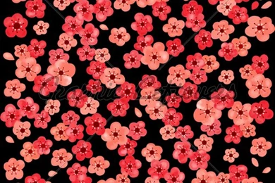 Cherry Blossom Backgrounds · GL Stock Images