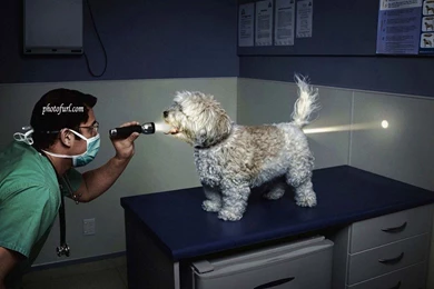 Hd Free Funny Dog Images 3d Hd Pictures.