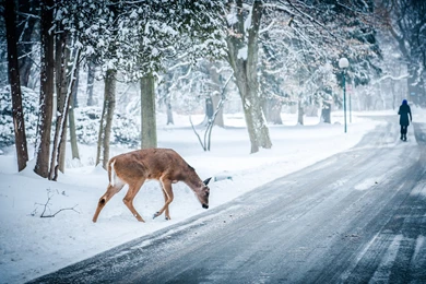Deer And Winter Desktop Wallpapers Full HD