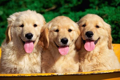 Golden Retriever Wallpapers HD Download