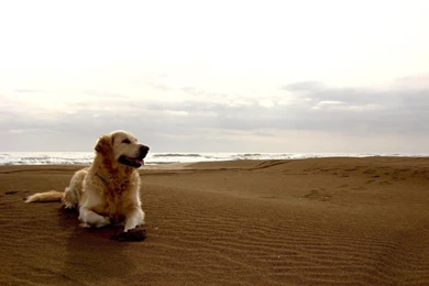 Desktop Pictures Of A Golden Retriever Dog Wallpapers