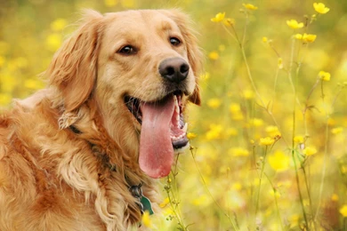 Spring Season Golden Retriever 4k Wallpapers